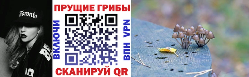 Галлюциногенные грибы Psilocybe Малаховка